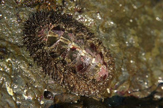  Mopalia mucosa (Rock Chiton)